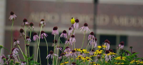 Goldfinch on Pale Purple Coneflower ALMS.jpg