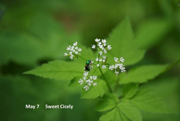 5.7-Sweet-Cecily.jpg