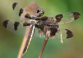 Twelve-spotted-Skimmer.jpg