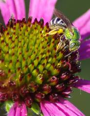 Green sweat bee on coneflower.jpg
