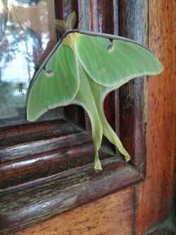 Luna-Moth-on-Starker-Door-(.jpg