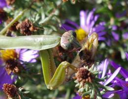 Female praying mantis eating honey bee on aster.jpg