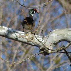Wood duck on sycamore, Starr's Cave.jpg