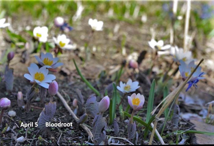 4.5-a--bloodroot.jpg