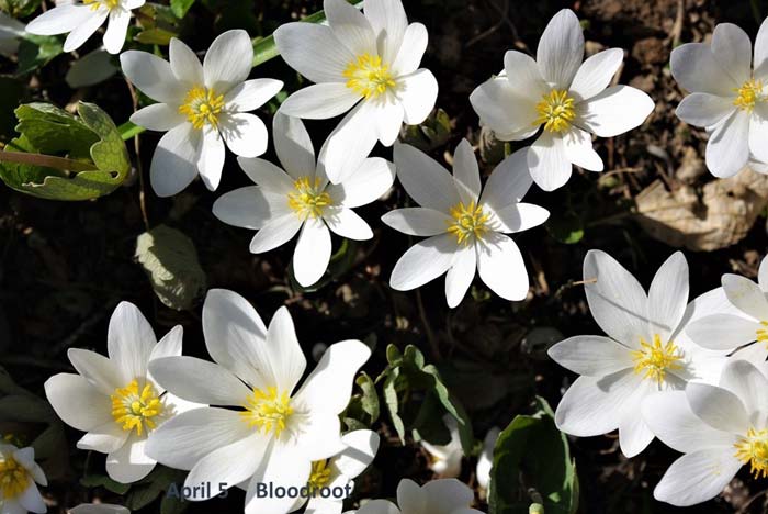 4.5-e-bloodroot.jpg