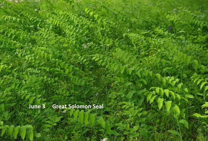 6.3-great-solomon-seal-(2).jpg