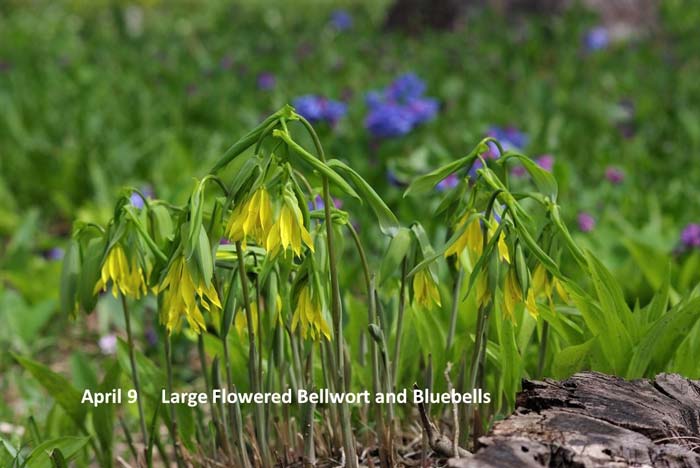 4.9-bellwort-&-bluebells.jpg