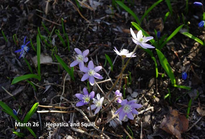 3.26-Hepatica-&-Squill.jpg