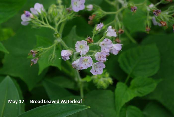 5.17-Broad-Leaved-Waterleaf.jpg