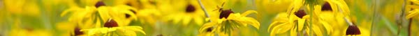 black-eyed-susan-border.jpg
