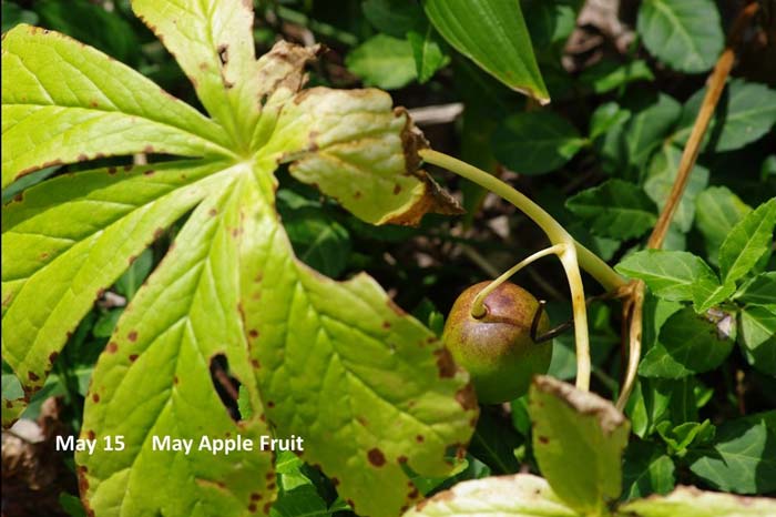 5.15-May-apple-fruit.jpg