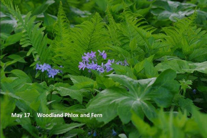 5.17-Woodland-phlox-and-fer.jpg