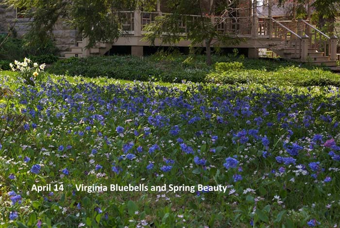 4.14-Virginia-bluebells-and.jpg