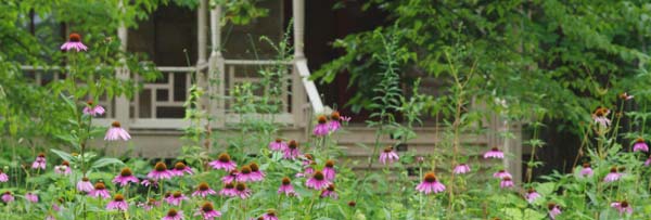 Purple-Coneflower,-Echinace.jpg