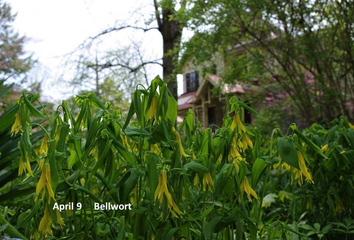 4.9-Bellwort.jpg