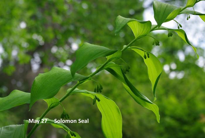 5.27-Solomon-seal.jpg