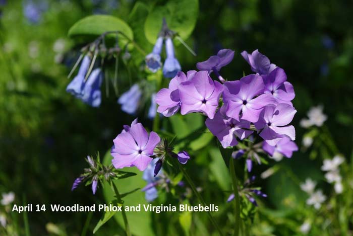 4.14-woodland-phlox-and-blu.jpg