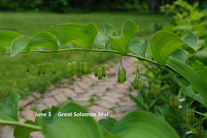 6.3-great-solomon-seal-(3).jpg