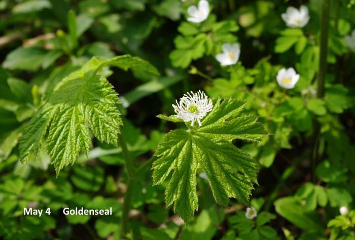 5.4-Goldenseal.jpg