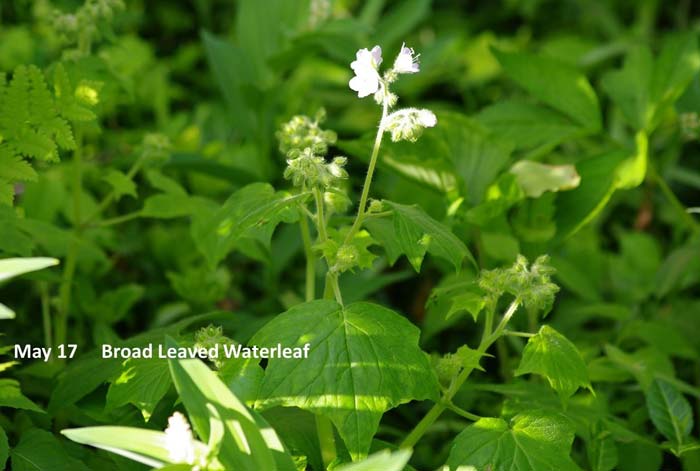 5.17--broad-leaved-waterlea.jpg