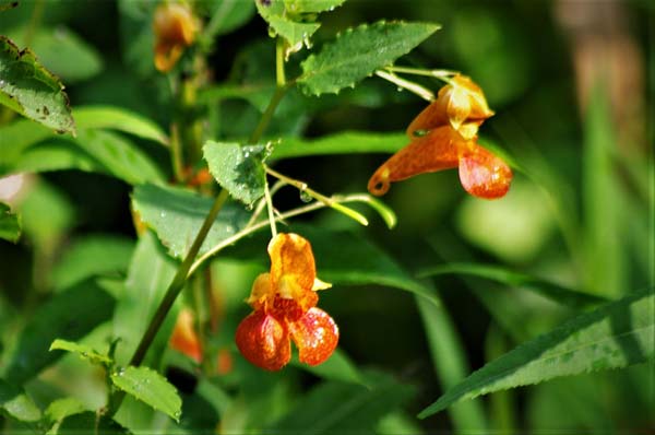 Jewelweed,-Hazell-Valley-si.jpg