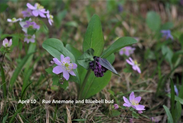 4.10-Rue-Anemone--and-blueb.jpg