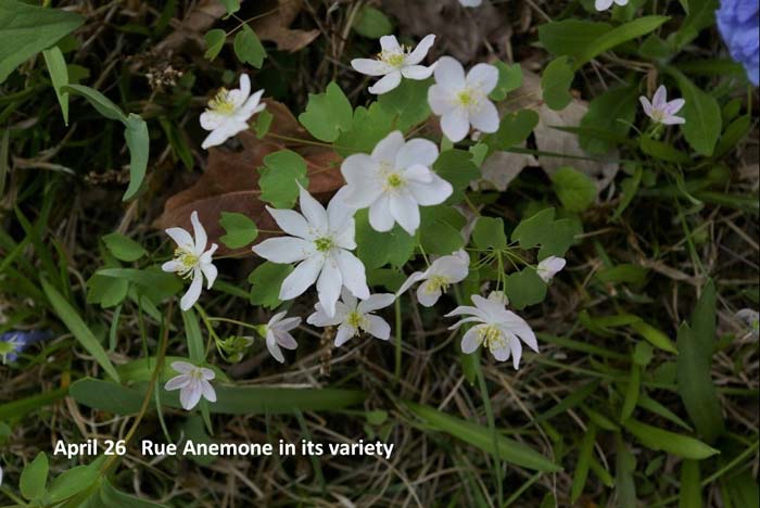 4.26--rue-anemone-in-its-va.jpg