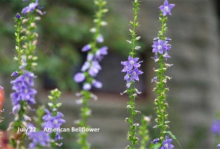 7.22-American-Bellflower-(3.jpg