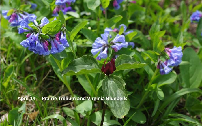 4.14-bluebell-and-trillium.jpg