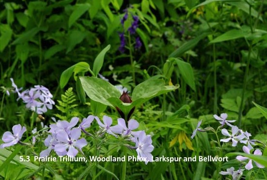 5.3--Prairie-Trillium-and-W.jpg