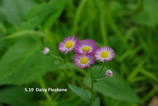 5.19--Daisy-Fleabane.jpg