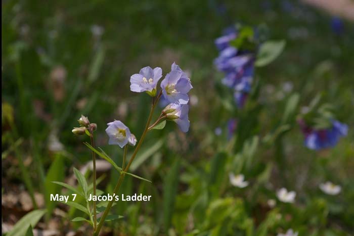 5.7-jacobs-ladder-(2).jpg