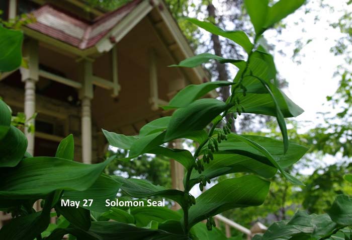 5.27-Solomon-Seal-(2).jpg