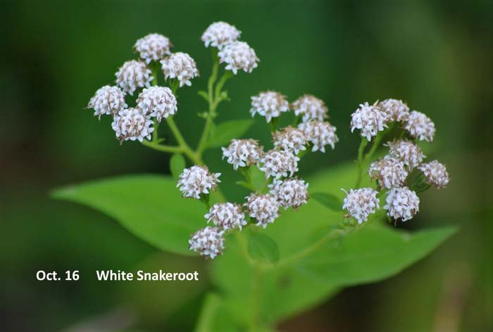 10.16-white-snakeroot.jpg