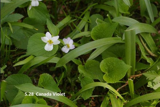 5.28-Canada-Violet.jpg