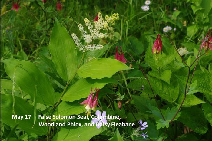 5.17-false-solomon-seal-and.jpg