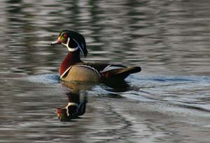 Wood duck, Gladstone Lake.jpg