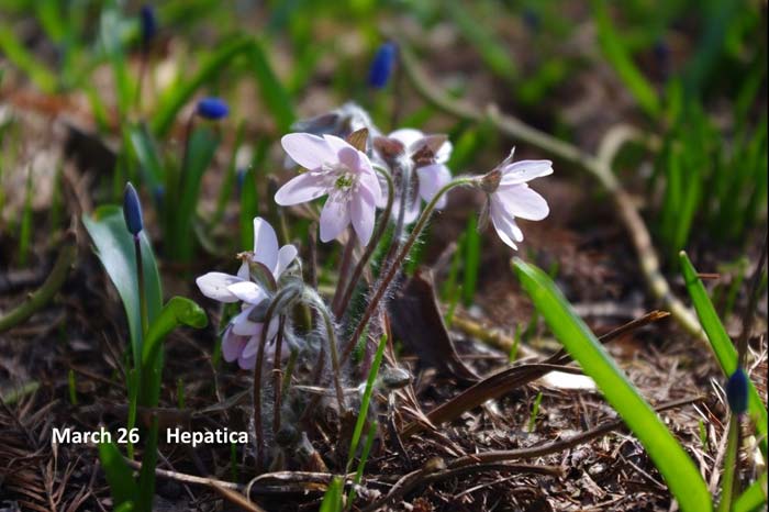 3.26-hepatica.jpg