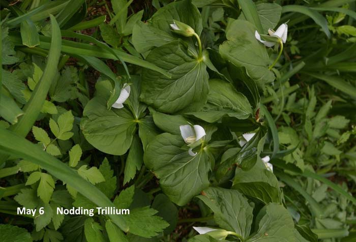 5.6-Nodding-Trillium-(2).jpg