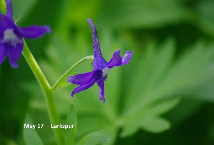 5.17-Larkspur-(2).jpg