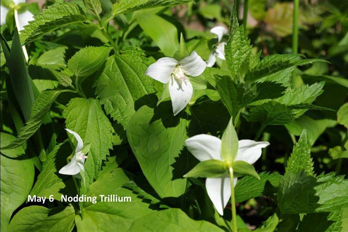 5.6-Nodding-trillium-(3).jpg