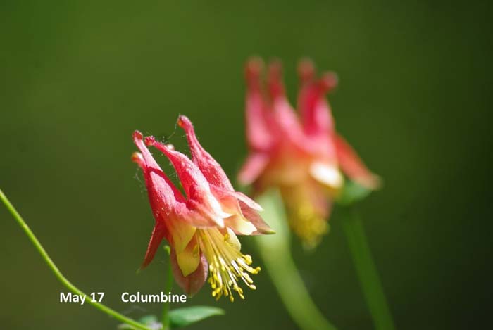 5.17--columbine-(2).jpg