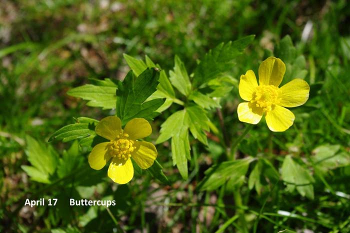 4.17-buttercupSlide39-(2).jpg