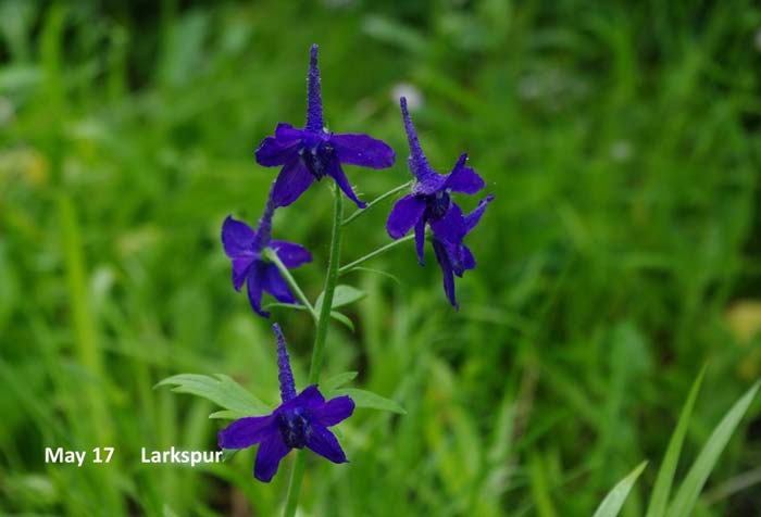 5.17-Larkspur-(1).jpg