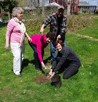 Red-Oak-Seedling-Planting,-.jpg