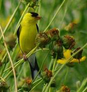 Goldfinch-&-Coreopsis-Seed-.jpg