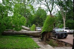 FIRST-STORM-MAPLES.jpg