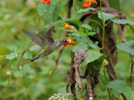 Hummingbird-&-Jewelw-sized.jpg
